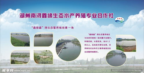 守护碧水清波 生态水产养殖专业合作社的水环境污染防治服务